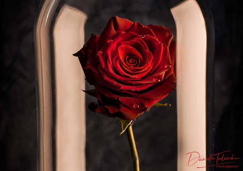 La Belle Rose foto di Daniele Tedeschi Anteprima Portfolio